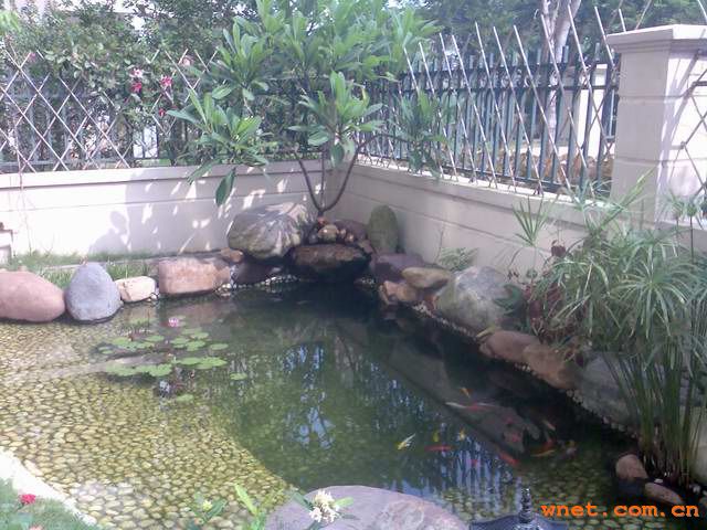 龟池图片